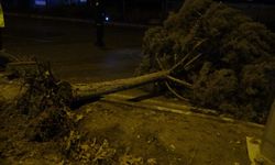 Malatya'da fırtına ağaçları kökünden söktü