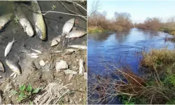 Nilüfer Çayı Alarm Veriyor: Kirlilik Marmara’yı Tehdit Ediyor