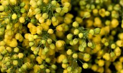 Rüyada Ihlamur Görmek Ne Anlama Gelir? Dini Rüya Tabirleri