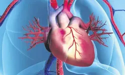 Uzun Yaşamanın Gerçek Sırrı Ortaya Çıktı! Asıl Belirleyici Yaş Değil, Damarların Durumu