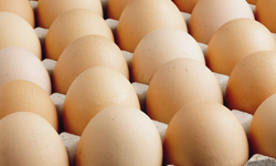 Türkiye’de Yumurta Üretimi 1,26 Milyar Adet Azaldı