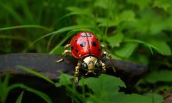 Neden Uğur Böceği Konarsa Uğur Getirdiğine İnanılır? Uğur Böceğinin Özellikleri, Anlamı ve Bilinmeyenleri