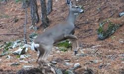 Uludağ'da fotokapana yakalanan karacanın dikkat çeken görüntüleri!