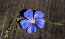 Unutma Beni Günü | 24 Şubat Ne Günü? 24 Şubat Dünyada ve Türkiye’de Ne Günü? 24 Şubat Ne Burcu?