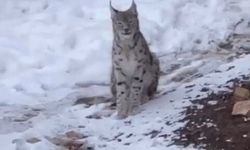 Yerleşim alanında vaşak görüntülendi!