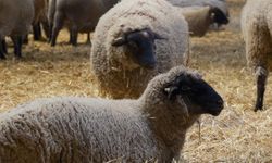Yılların Merinos Koyunu'na yeni rakip geldi!
