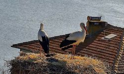 Yaren’den sonra Nazlı da geldi! Bursa'da beklenen buluşma gerçekleşti