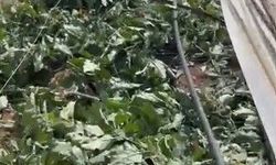 Hortum seraları vurdu, 10 dönüm alan zarar gördü