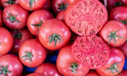 Dünyanın En İyi Domatesleri Listesi Açıklandı, Bir İlçemizin Lezzeti Dünya Devlerini Geride Bırakarak İlk 10’A Girdi!