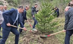 Bartın'da hükümlüler fidan dikti