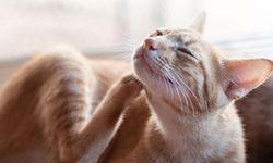 Bilim İnsanlarından Uyarı! Kedilerden İnsanlara Bulaşan Tehlikeli Mantar Hızla Yayılıyor