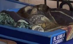 Bursa'da aç kalan anne su samuru ve yavruları tekneye sığındı!