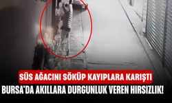 Bursa'da akıllara durgunluk veren hırsızlık! Süs ağacını söküp kayıplara karıştı