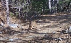 Bursa'da çakallar fotokapana yakalandı!