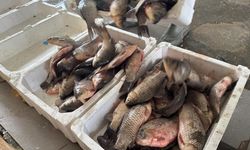 Bursa'da İstilacı İsrail sazanları balıkçılara gelir kaynağı oldu!