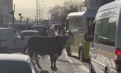 Bursa'da kaçan boğa trafiği karıştırdı, Ankara yolunda metrelerce koştu