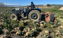 Bursa'da pazarda 70 lira ama yüzbinlercesi tarlada çürüdü: Üreticiler Tarım Kredi'ye çağrı yaptı