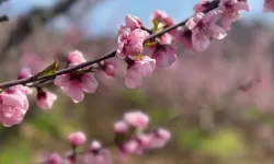 Bursa’da Siyahın Ortasında Pembe İsyan: Yangından Kurtulan Bahçeler Çiçek Açtı