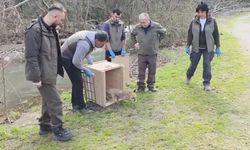 Bursa'da yaban hayatına özgürlük!