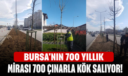 Bursa'nın 700 yıllık mirası 700 çınarla kök salıyor!