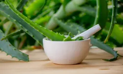 Doğanın Gizli Gücü! Aloe Vera Gerçekten Bu Kadar Faydalı Mı? İşte Vücudunuza Etkileriyle Şaşırtan Bitki