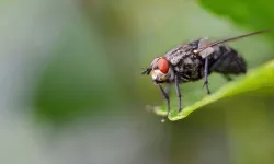 Evde sinekler neden akşamları artar?