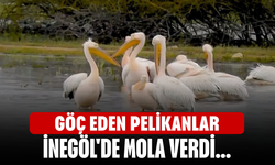 Göç eden pelikanlar İnegöl'de mola verdi...