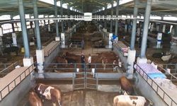 İnegöl Belediyesi hayvan pazarının kotra ihale tarihi belli oldu!