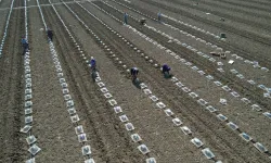 Karacabey Ovası’nda turfanda karpuz ekimi başladı: Maliyetler ikiye katlandı
