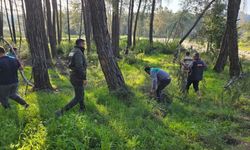 Kesilen basralı dallar arıcılar için ormana bırakıldı!