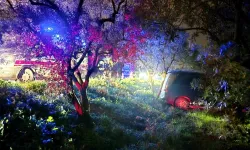 Mudanya’da kazadan kaçan sürücü zeytinliğe daldı