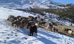 Muş’ta besiciler baharı beklerken yeniden kışa geldi