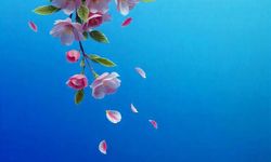 Nevruz Kutlamaları Günü | 21 Mart Ne Günü? 21 Mart Dünyada ve Türkiye’de Ne Günü? 21 Mart Ne Burcu?