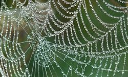Bilim Dünyasında Büyük Atılım! Örümcek Ağları İnsan Sinirlerini Onarıyor