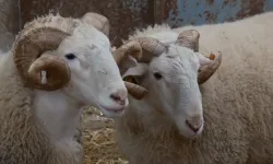 Rekor kıran merinos koçları 25 Mart’ta satışta