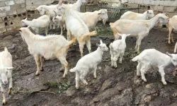 Saanen Keçisinden Sürpriz: Bir Batında Dördüz Doğurdu!