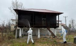 Samsun’da kokarca zararlısına karşı mücadele sürüyor