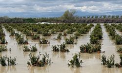 Yağışlar tarım arazilerini vurdu