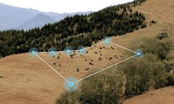 Yapay Zeka Hayvancılığa Girdi! İnekleri Artık Akıllı Tasmalar Yönetiyor