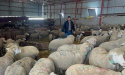 57 yıldır safkan damızlık Karacabey merinosu yetiştiriyorlar!