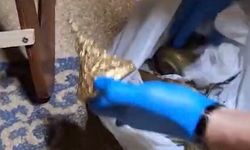 İzmir'de tarihi eser operasyonu! 203 eser ele geçirildi