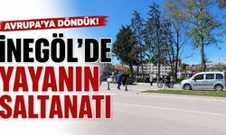 Avrupa’ya döndük! İnegöl’de Yayanın Saltanatı