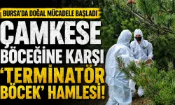 Bursa’da çamkese böceğine karşı “terminatör böcek” seferberliği
