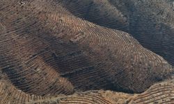 Bursa'da Dev Ağaçlandırma Seferberliği Başladı!