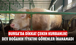 Bursa’da Dikkat Çeken Kurbanlık! Dev Boğanın Fiyatını Görenler İnanamadı