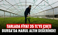 Bursa’da Marul Altın Değerinde! Tarlada Fiyat 35 TL’ye Çıktı