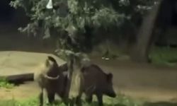 Bursa'da Piknik Alanına İndiler!