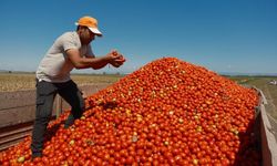 Bursa'da salçalık domates ekiminde "serbest"in fazla olması bekleniyor!