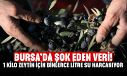 Bursa’da şok eden veri! 1 Kilo Zeytin İçin Binlerce Litre Su Harcanıyor