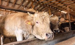 Bursa'da Tonluk 'Paşa' 500 bin lira!